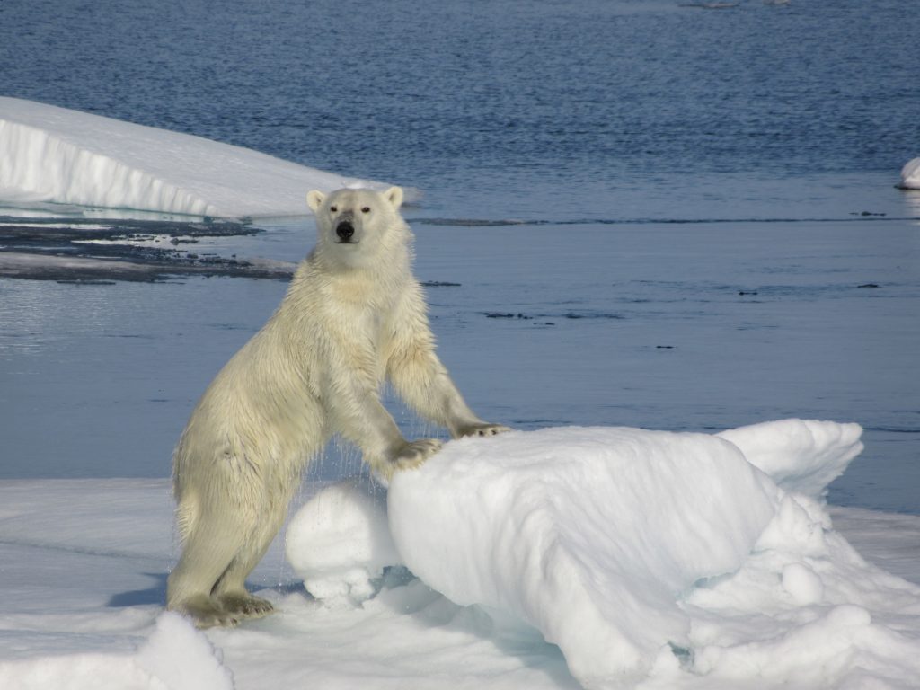 Arctique : ours polaire
