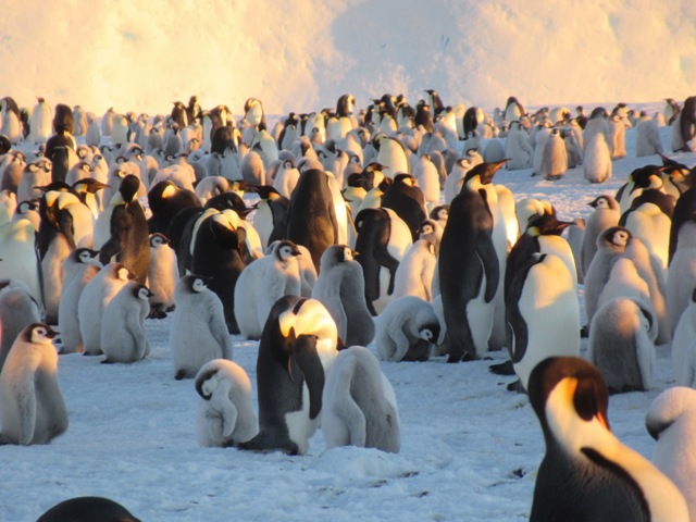 Antarctique : manchots