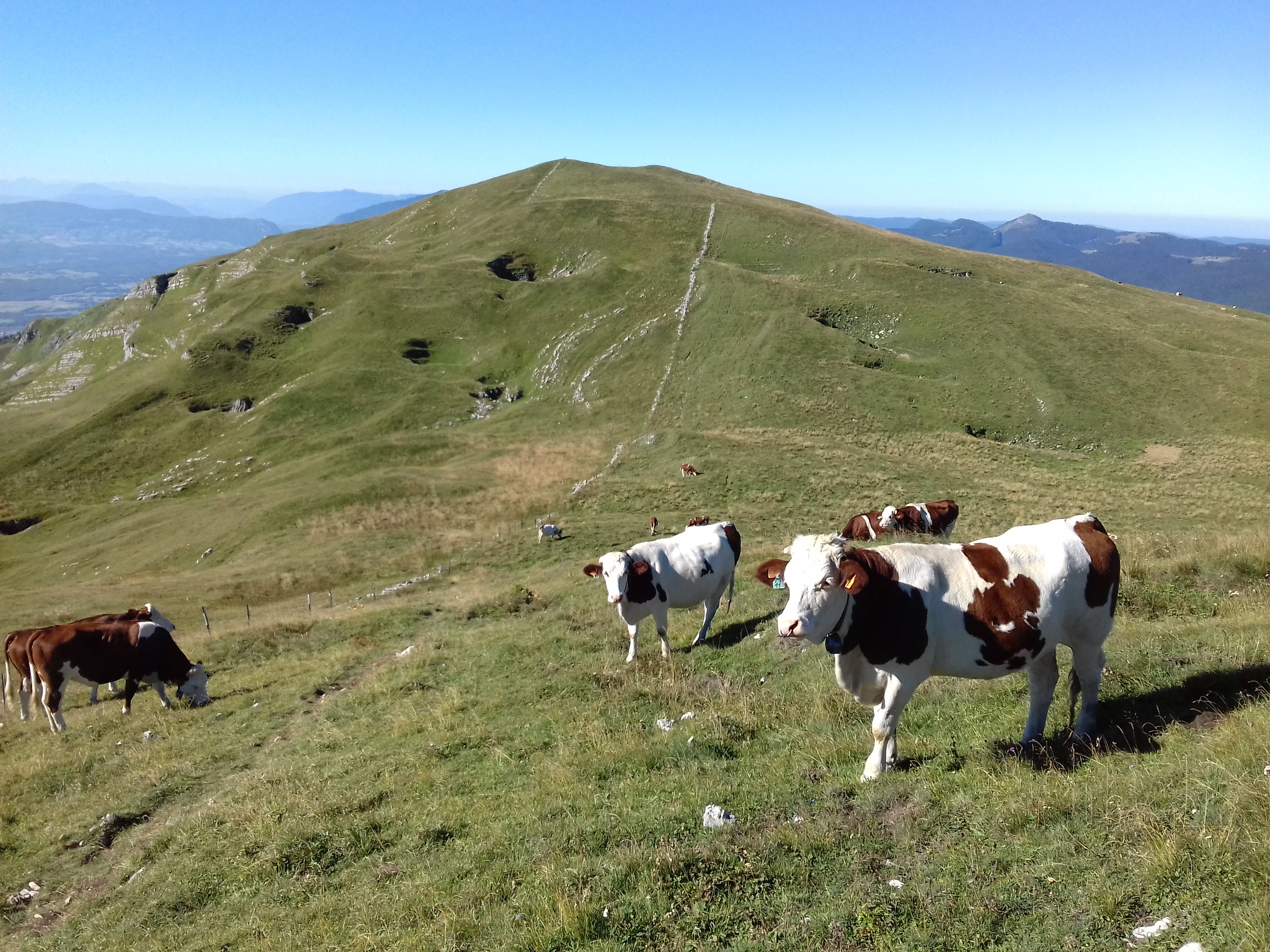 Jura : vaches dans les sommets en été