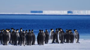 Photos manchots pôle sud